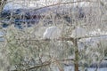 Frosted birch and pine branches on an sunny winter morning