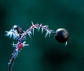 Frosted black aronia berries