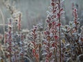 Frosted bog bilberry bush with leaves