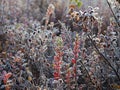 Frosted bog bilberry bush with leaves