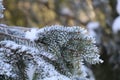 frosted branch of a spruce tree Royalty Free Stock Photo