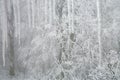 Icicles hanging on the roof. Winter nature abstract art.Frosted branches of an aged linden tree