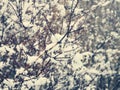 Frosted branches on a gray background