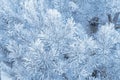 Frosted branches of pine