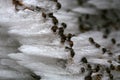 Frosted branches of tarragon. Royalty Free Stock Photo