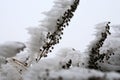 Frosted branches of tarragon. Royalty Free Stock Photo