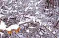 Frosted branches of a tree, covered with ice and icicles on a winter snowy day in Russia