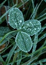 Frosted clover Trifolium genus of plants of the subfamily Faboideae. Annual and perennial herbaceous plants with erect or ascendin