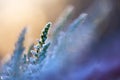Frosted common heather flowers, snow and ice crystals glittering in sunlight Royalty Free Stock Photo