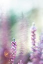 Frosted common heather flowers, snow and ice crystals glittering in sunlight