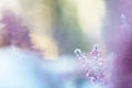 Frosted common heather flowers, snow and ice crystals glittering in sunlight