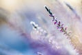 Frosted common heather flowers, snow and ice crystals glittering in sunlight