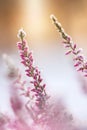 Frosted common heather flowers, snow and ice crystals glittering in sunlight