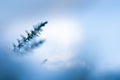 Frosted common heather flowers, snow and ice crystals glittering in sunlight