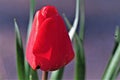 Frosted dew, on a deep and closed red tulip flower. fu Royalty Free Stock Photo