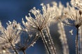 Frosted garden Royalty Free Stock Photo