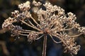 Frosted garden Royalty Free Stock Photo