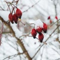 Frosted dried red berries of rosehip on bush covered with snow flakes and hoar after snowfall with blurred background Royalty Free Stock Photo