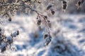 Frosted dry burdock plant in snow on the winter meadow, natural outdoor background Royalty Free Stock Photo