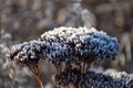 Frosted dry flower in the garden. Winter time. White ice crystals. The sun shines on the grass Royalty Free Stock Photo
