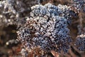 Frosted dry flower in the garden. Winter time. White ice crystals. The sun shines on the grass Royalty Free Stock Photo