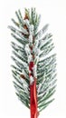 Frosted Evergreen Branch with Red Ribbon on White Background Royalty Free Stock Photo