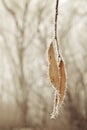 Frosted leaves Royalty Free Stock Photo