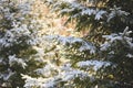 Frosted evergreen trees glimmer in the soft glow of sunlight
