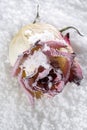 Frosted fallen rose Royalty Free Stock Photo