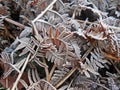 Frozen-fern