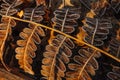 Frosted Ferns, Wilton Park And Preserve, Saratoga County, New York