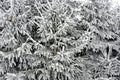 Frosted fir trees winter season nature background, monochrome