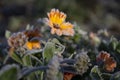 frosted flower Calendula officinalis Royalty Free Stock Photo