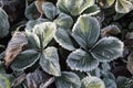 Frosted foliage, strawberry plant, cold winter Royalty Free Stock Photo