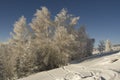 Frosted forest