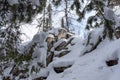 Frosted forest on snow covered stone mountain range