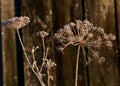 Frosted garden Royalty Free Stock Photo