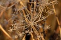 Frosted garden Royalty Free Stock Photo