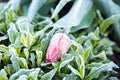 Frosted garden tulip Royalty Free Stock Photo