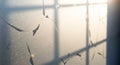 Frosted glass with a cracked surface reflects soft, diffused sunlight through a grid pattern, Royalty Free Stock Photo