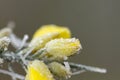 Frosted gorse yellow flower close up