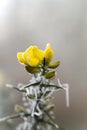 Frosted gorse with yellow winter flowers