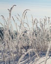 Frosted grass in winter Royalty Free Stock Photo