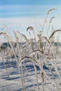 Frosted grass in winter Royalty Free Stock Photo