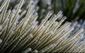 Frozen green grass covered with frost and white snow in winter. Frosty morning. Abstract background with frozen grass Royalty Free Stock Photo