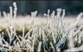 Frozen green grass covered with frost and white snow in winter. Frosty morning. Abstract background with frozen grass Royalty Free Stock Photo