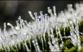 Frozen green grass covered with frost and white snow in winter. Frosty morning. Abstract background with frozen grass Royalty Free Stock Photo