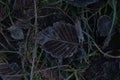 Frosted grass and leaves covered with rime. Winter background with copy space Royalty Free Stock Photo