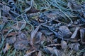 Frosted grass and leaves covered with rime. Winter background with copy space Royalty Free Stock Photo