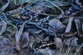 Frosted grass and leaves covered with rime. Winter background with copy space. Royalty Free Stock Photo